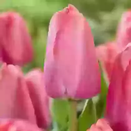 Pink Pride